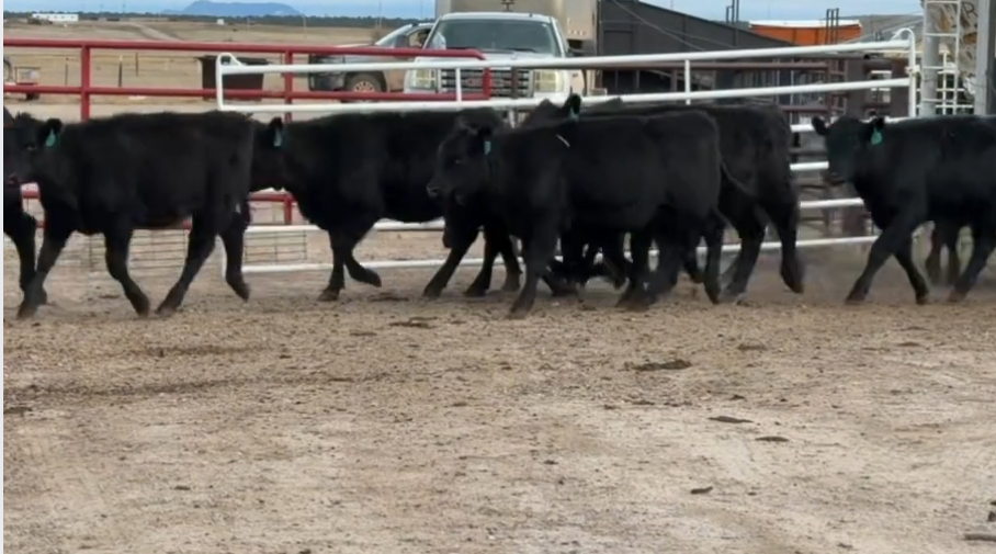 FANCY F1 breeding heifers, 590 LBS, BANGS VACCINATED, READY TO SHIP!-BS1120G5